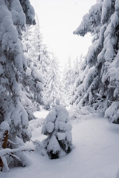 Tranquilo Bosque Invierno Con Ambiente Tranquilo — Foto de Stock
