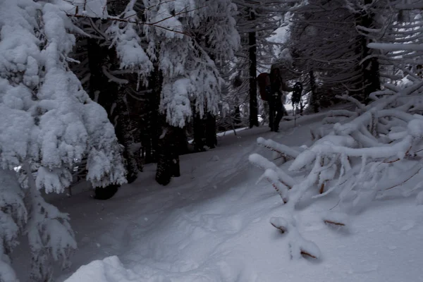Uma Floresta Tranquila Inverno Com Ambiente Tranquilo — Fotografia de Stock