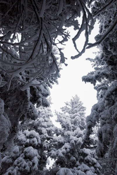 Una Tranquilla Foresta Invernale Con Ambiente Tranquillo — Foto Stock