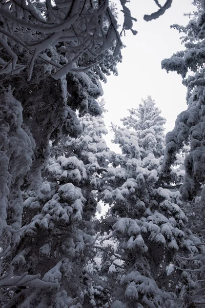 Una Pittoresca Foresta Invernale Con Paesaggio Innevato — Foto Stock
