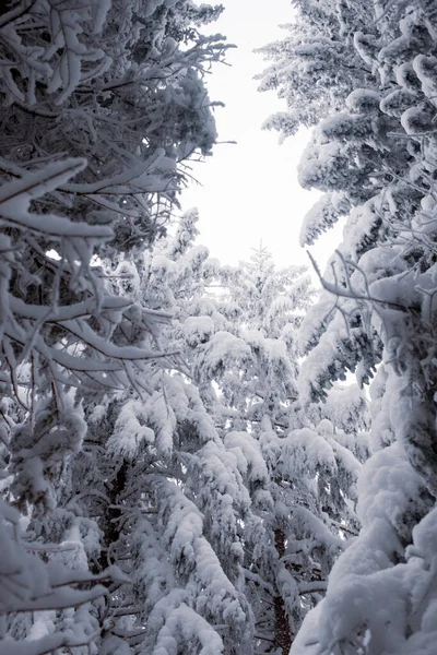 Pintoresco Bosque Invierno Con Paisaje Nevado —  Fotos de Stock
