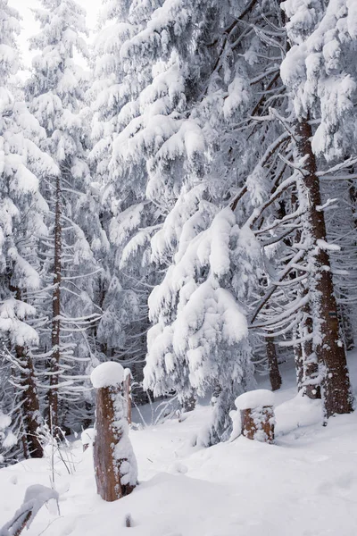Pintoresco Bosque Invierno Con Paisaje Nevado — Foto de Stock