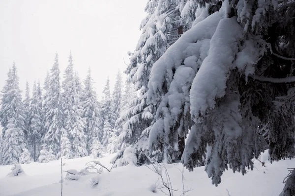 Мальовничий Зимовий Ліс Сніговим Пейзажем — стокове фото