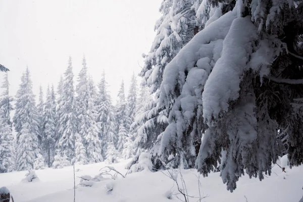Мальовничий Зимовий Ліс Сніговим Пейзажем — стокове фото