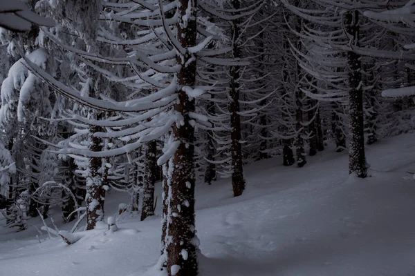 Een Schilderachtig Winterbos Met Een Besneeuwd Landschap — Stockfoto
