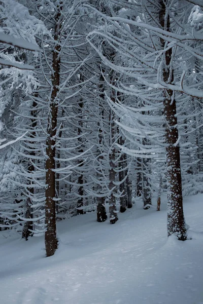 Ein Malerischer Winterwald Mit Einer Verschneiten Landschaft — Stockfoto