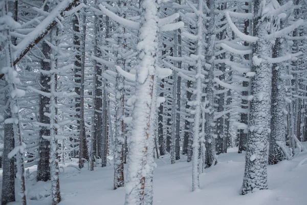 Ένα Γραφικό Χειμερινό Δάσος Χιονισμένο Τοπίο — Φωτογραφία Αρχείου