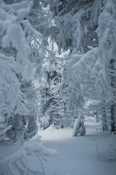 Klidná Zimní Svatyně Zasněženými Větvemi — Stock fotografie