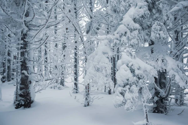 一个有白雪覆盖的树枝的宁静的冬季避难所 — 图库照片