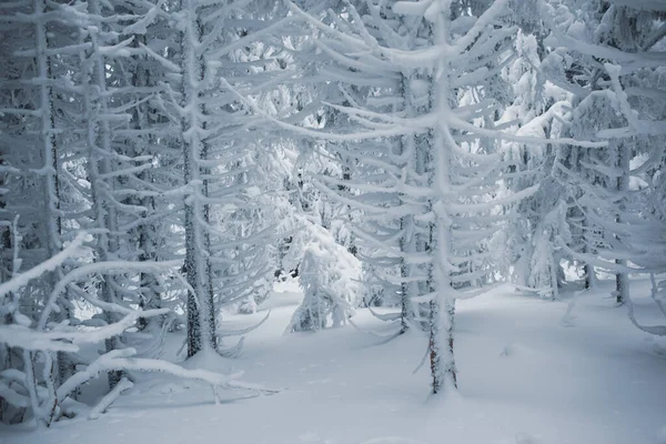 Pacífico Santuário Inverno Com Ramos Cobertos Neve — Fotografia de Stock