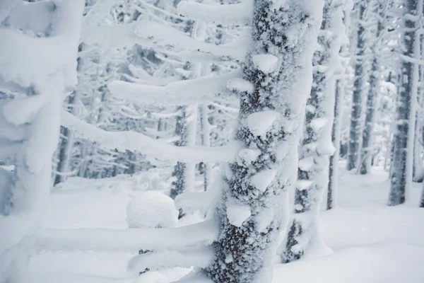 Ένα Ήσυχο Χειμερινό Καταφύγιο Καλυμμένα Χιόνι Κλαδιά — Φωτογραφία Αρχείου