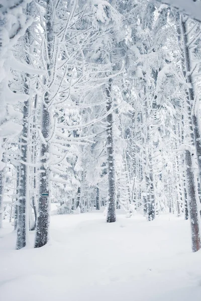 Spokojne Zimowe Sanktuarium Pokrytymi Śniegiem Gałęziami — Zdjęcie stockowe