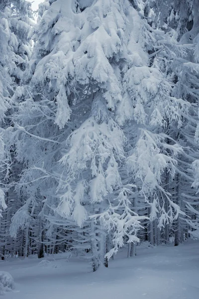 눈덮인 나뭇가지가 겨울의 안식처 — 스톡 사진