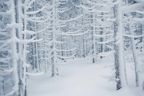 Ein Friedliches Winterrefugium Mit Schneebedeckten Zweigen — Stockfoto