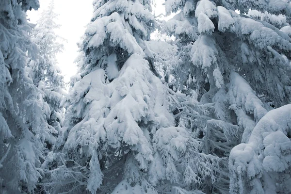 Hermosa Vista Del Tranquilo Bosque Invierno Cubierto Nieve —  Fotos de Stock