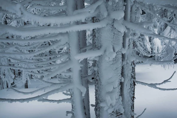 Hermosa Vista Del Tranquilo Bosque Invierno Cubierto Nieve — Foto de Stock