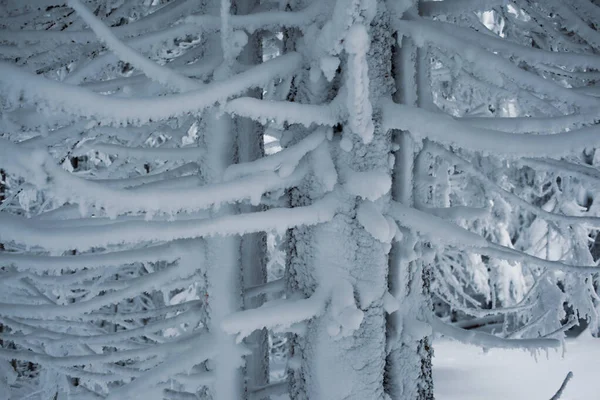 Hermosa Vista Del Tranquilo Bosque Invierno Cubierto Nieve — Foto de Stock
