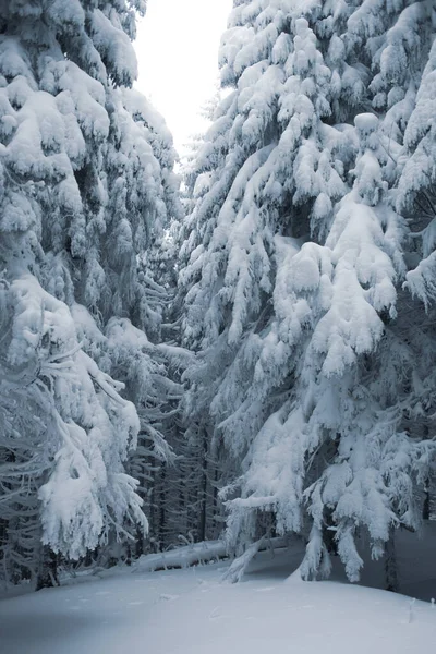 Krásný Výhled Poklidný Zasněžený Zimní Les — Stock fotografie