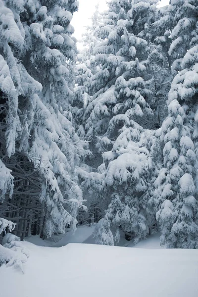 Krásný Výhled Poklidný Zasněžený Zimní Les — Stock fotografie