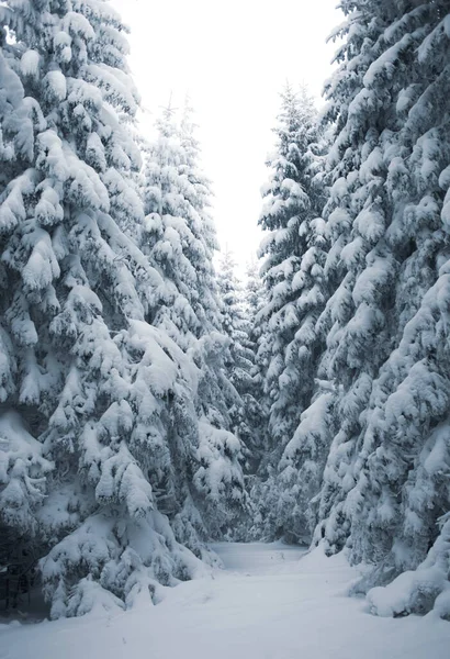 stock image beautiful view of peaceful snow-covered winter forest
