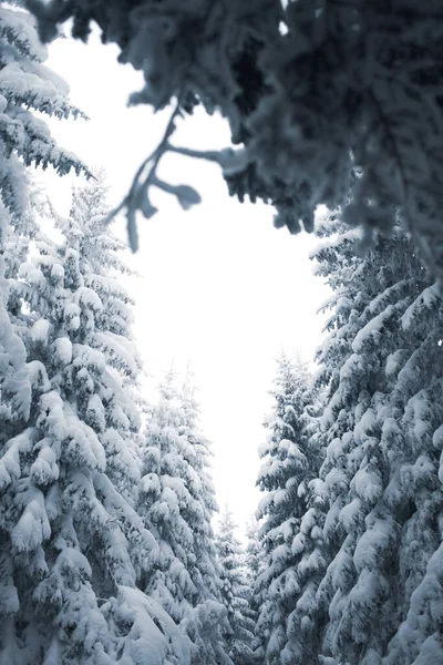 Prachtig Uitzicht Rustig Besneeuwd Winterbos — Stockfoto