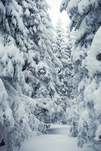 Paisajes Mágicos Invierno Con Árboles Cubiertos Nieve Las Montañas —  Fotos de Stock