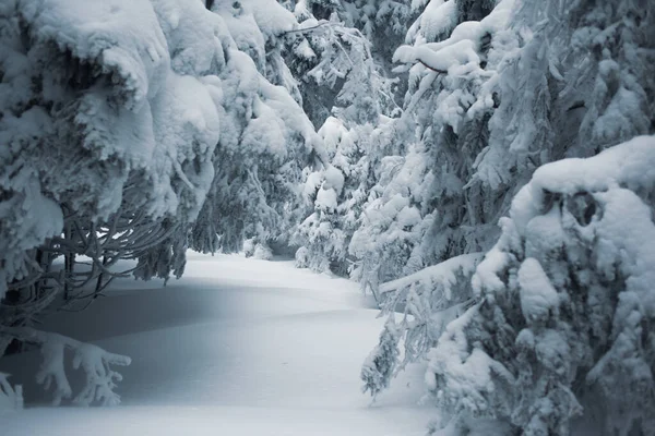 Dağlarda Karla Kaplı Ağaçlarla Büyüleyici Kış Manzarası — Stok fotoğraf