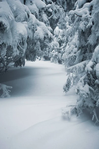 Kouzelná Zimní Scenérie Zasněženými Stromy Horách — Stock fotografie