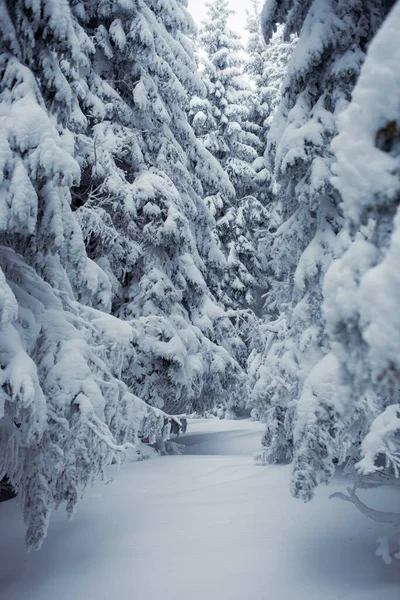 Kouzelná Zimní Scenérie Zasněženými Stromy Horách — Stock fotografie