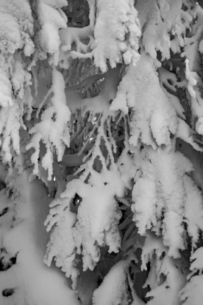 Kouzelná Zimní Scenérie Zasněženými Stromy Lese — Stock fotografie