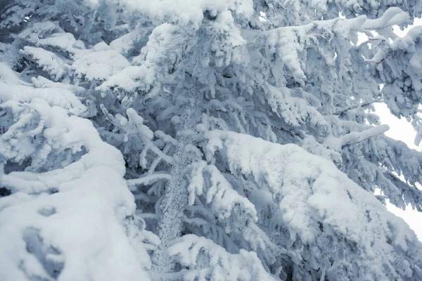Paisajes Mágicos Invierno Con Árboles Cubiertos Nieve Bosque —  Fotos de Stock