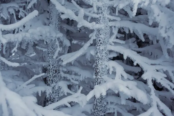 Magiskt Vinterlandskap Med Snötäckta Träd Skogen — Stockfoto