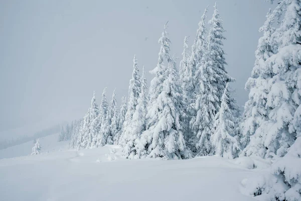 Een Prachtig Uitzicht Een Besneeuwde Dennen Het Bergbos Winter — Stockfoto