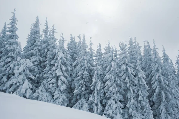 Uma Vista Deslumbrante Pinheiros Nevados Floresta Montanha Inverno — Fotografia de Stock