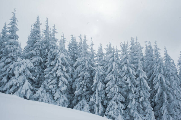 A stunning view of a snowy pines in the mountain forest at winter