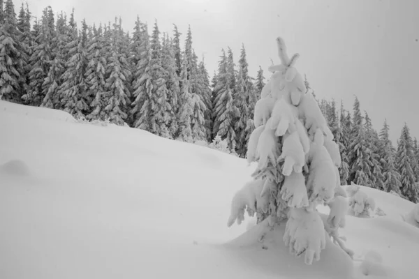 Приголомшливий Вид Засніжені Сосни Гірському Лісі Взимку — стокове фото