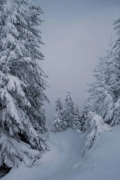 stock image A stunning view of a snowy pines in the mountain forest at winter