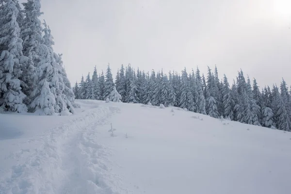 stock image A stunning view of a snowy pines in the mountain forest at winter