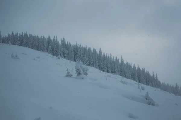 stock image A stunning view of a snowy pines in the mountain forest at winter