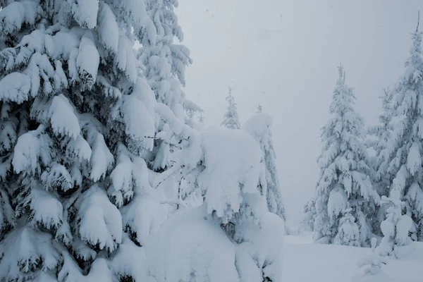 Una Vista Impresionante Pino Nevado Bosque Montaña Invierno —  Fotos de Stock