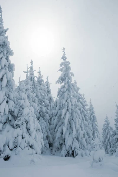 Una Vista Impresionante Pino Nevado Bosque Montaña Invierno —  Fotos de Stock