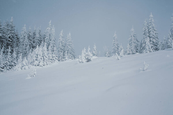 Снежный лесной пейзаж с высокими соснами в горах