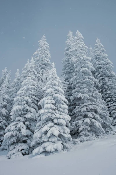 Sebuah Pemandangan Hutan Bersalju Dengan Pohon Pinus Tinggi Pegunungan — Stok Foto