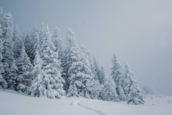 A snowy forest landscape with tall pine trees in the mountains