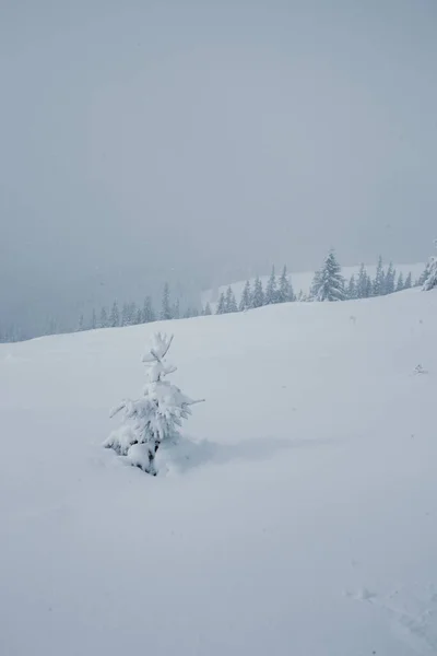 Cenário Mágico Inverno Com Árvores Cobertas Neve Nas Montanhas — Fotografia de Stock