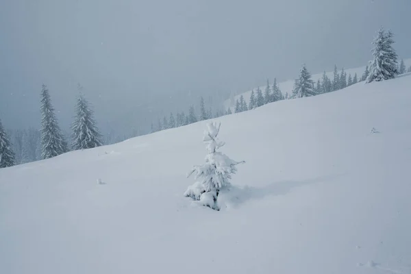 Magisch Winterlandschap Met Besneeuwde Bomen Bergen — Stockfoto