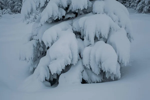 Maravilla Invernal Con Pinos Nevados Las Montañas —  Fotos de Stock