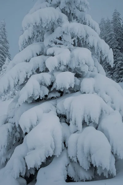 País Das Maravilhas Inverno Com Pinheiros Cobertos Neve Nas Montanhas — Fotografia de Stock