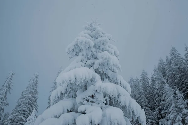 Winterwonderland Met Besneeuwde Dennenbomen Bergen — Stockfoto