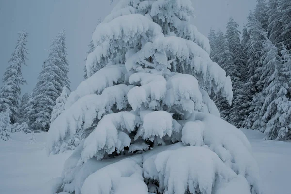 Maravilla Invernal Con Pinos Nevados Las Montañas —  Fotos de Stock